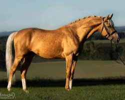 horse Fenati Gold S (Belgian Warmblood, 2015, from Ferguson)