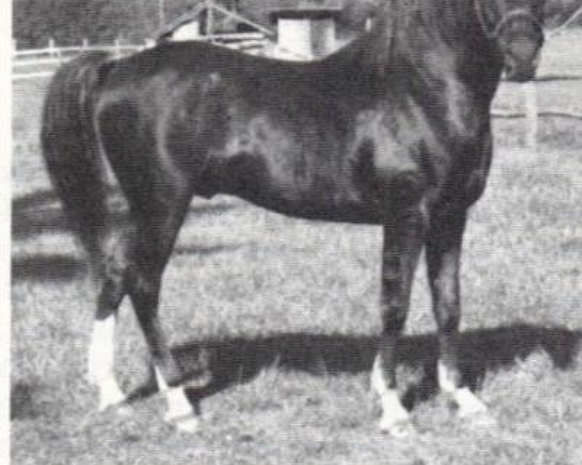 Deckhengst Fidl Fadl ox (Vollblutaraber, 1958, von Ibn Fadl ox)