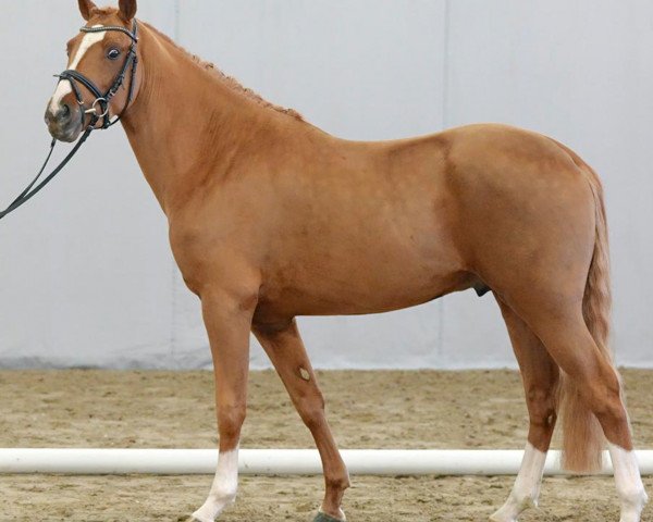 horse Pinello (German Riding Pony, 2018, from Pinocchio S.w.)