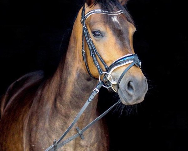horse Equile‘s Alexander (New Forest Pony, 2016, from Slangenburg's Alexander)