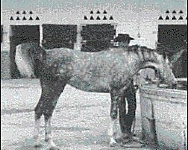 broodmare Oromana ox (Arabian purebred, 1960, from Maquillo ox)