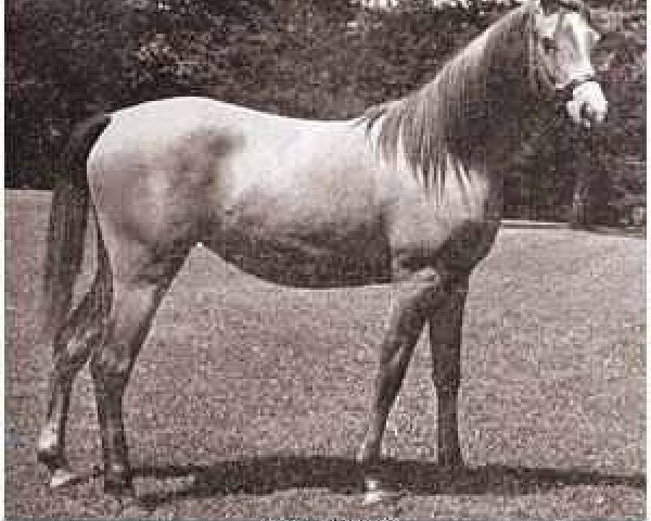 broodmare Joye ox (Arabian purebred, 1948, from Raffles ox)
