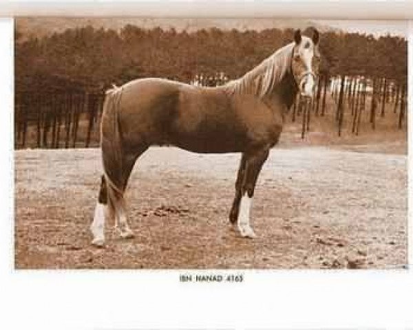 stallion Ibn Hanad ox (Arabian purebred, 1947, from Hanad 1922 ox)