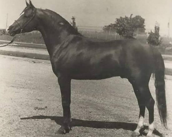 stallion Sunny Acres Aeneas ox (Arabian purebred, 1958, from Ibn Hanad ox)
