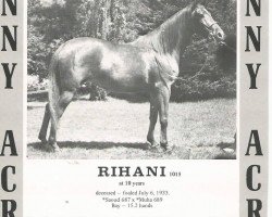 broodmare Rihani ox (Arabian purebred, 1933, from Saoud ox)