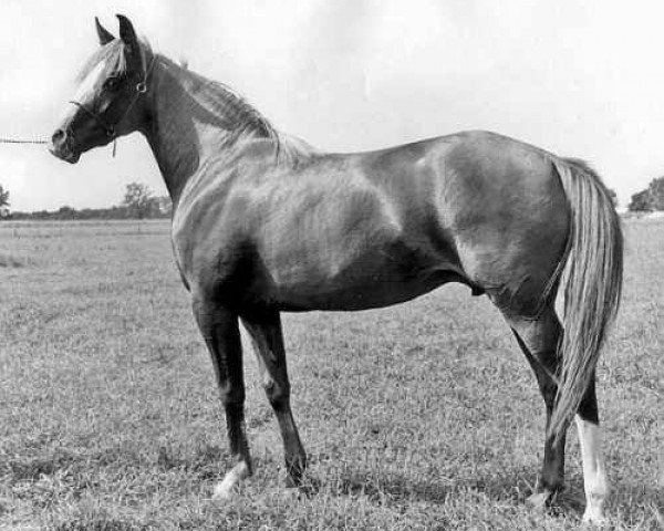 broodmare Maedae ox (Arabian purebred, 1952, from Ibn Hanad ox)