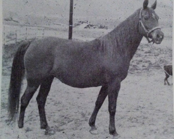 broodmare Sunny Acres Katydid ox (Arabian purebred, 1954, from Ibn Hanad ox)