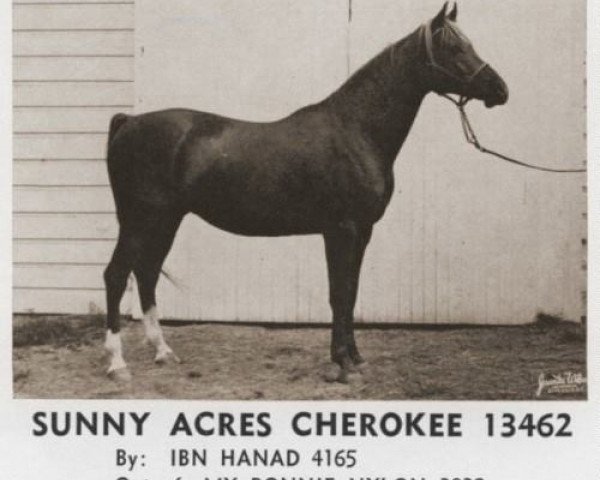 horse Sunny Acres Cherokee ox (Arabian purebred, 1958, from Ibn Hanad ox)