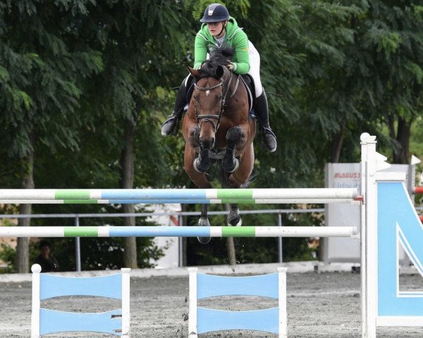 jumper Laesserhof's Con Liberty (Oldenburg show jumper, 2008, from Contendro I) jumper Laesserhof's Con Liberty (Oldenburg show jumper, 2008, from Contendro I)