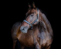 broodmare London K (Hanoverian, 2008, from Lauries Crusador xx)