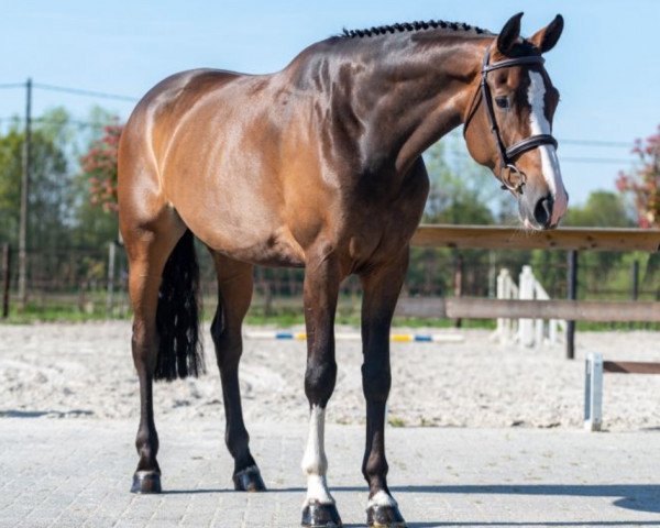 horse Latino (KWPN (Royal Dutch Sporthorse), 2016, from Carthino Z)
