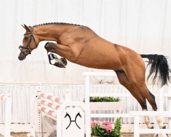 stallion Antonio (Rhinelander, 2021, from Aganix du Seigneur)