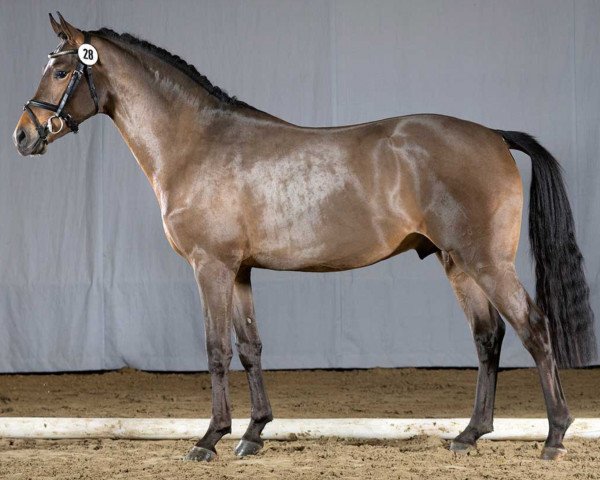 dressage horse Gryphonheart (German Riding Pony, 2018, from Golden Grey NRW)