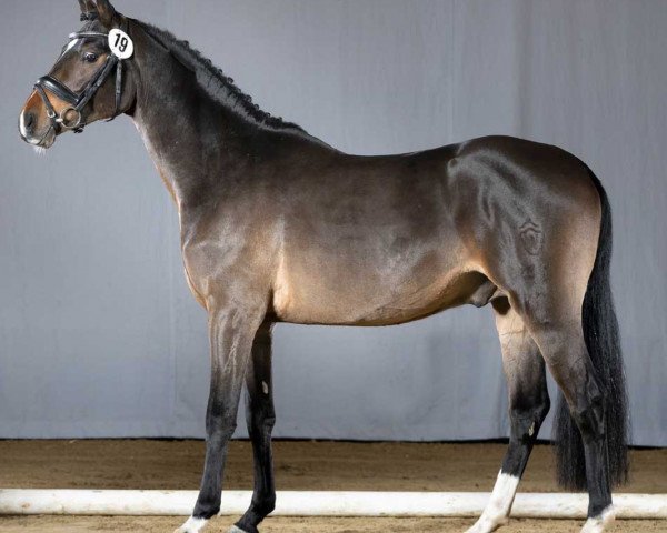 dressage horse Dreikäsehoch (German Riding Pony, 2018, from Dreidimensional AT NRW)