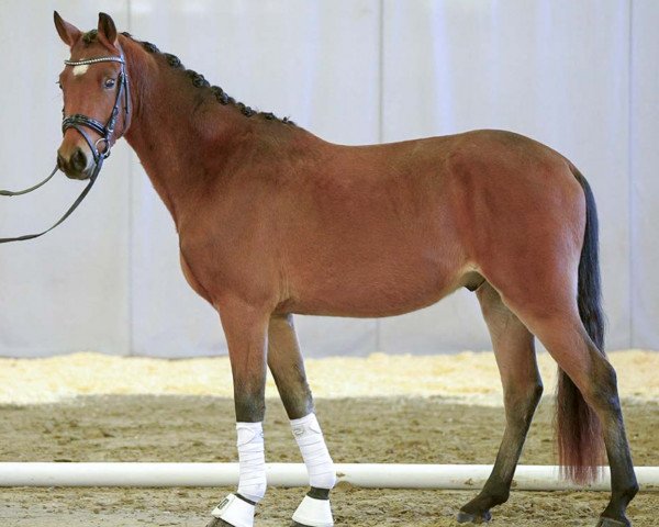 dressage horse Glückskeks M (German Riding Pony, 2018, from HET Golden Dream)
