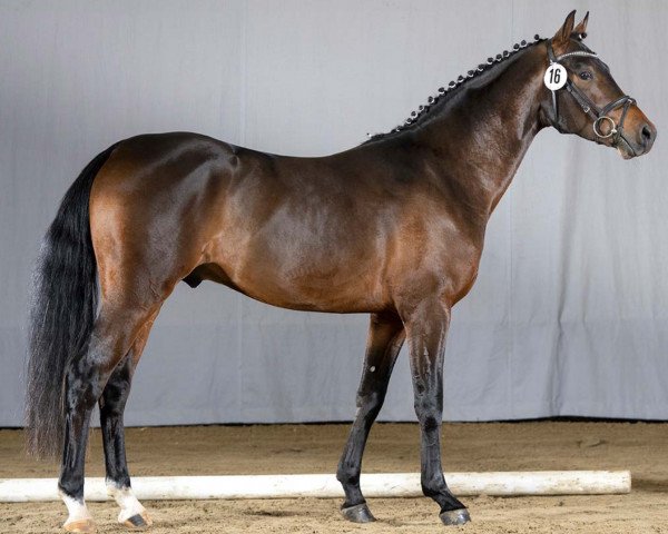 horse Dumbeldore B (German Riding Pony, 2018, from D-Power AT)