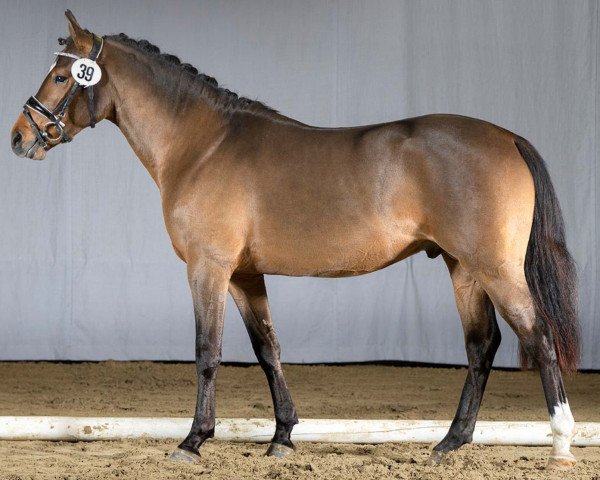 horse Nightfever (German Riding Pony, 2018, from Not Black)