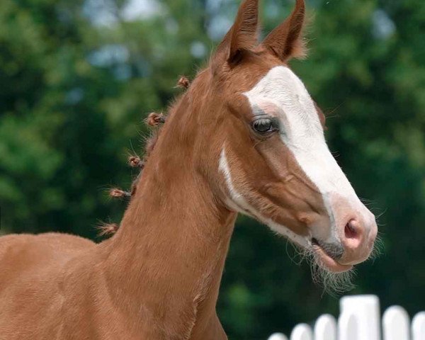 horse Vico H (German Riding Pony, 2020, from Vincent)