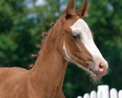 horse Vico H (German Riding Pony, 2020, from Vincent)