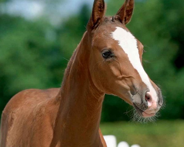 Zuchtstute Dancing Dahlia (Deutsches Reitpony, 2020, von Hengst von Da Vinci HS / Playboy)