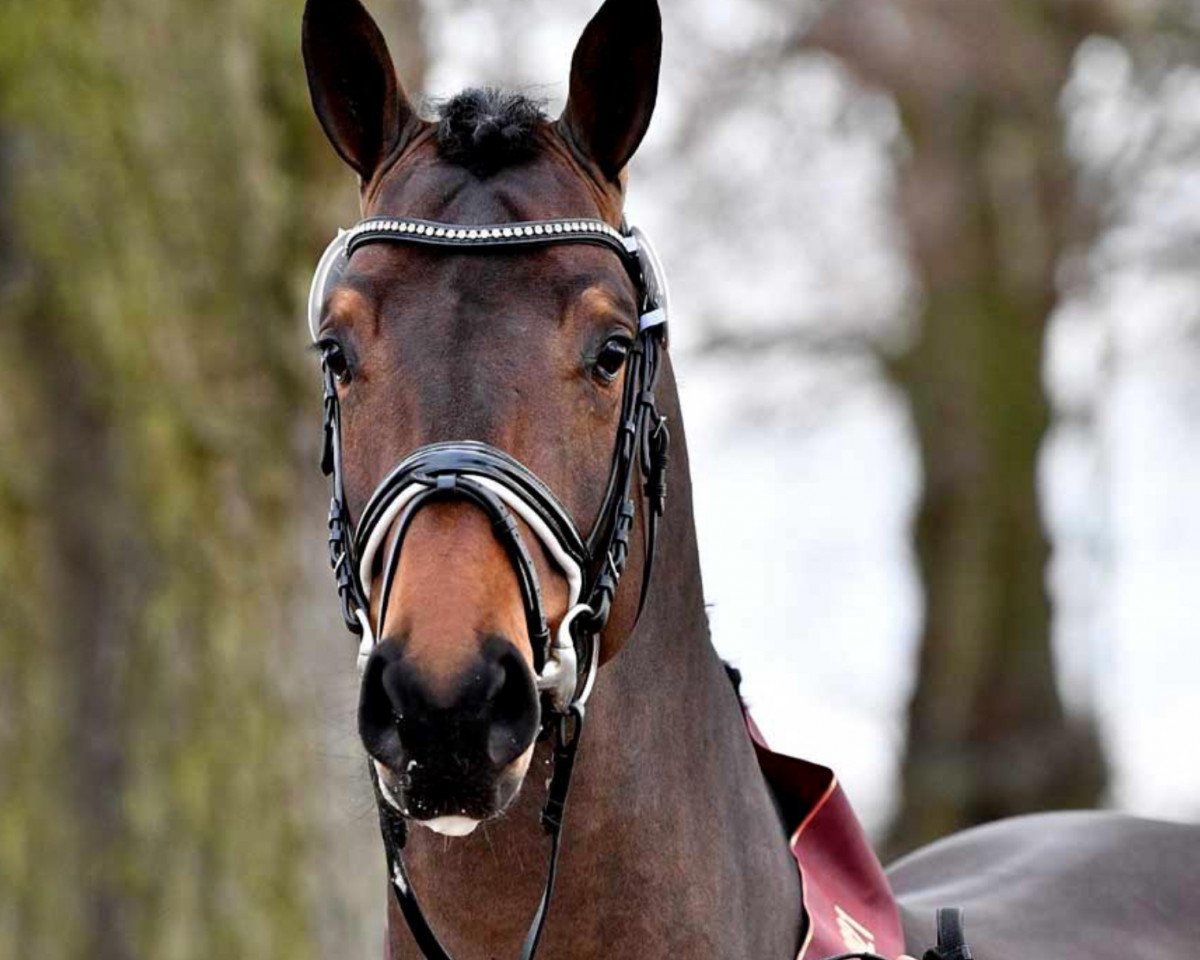 stallion Emperor (German Sport Horse, 2018, from Eldorado van de Zeshoek)