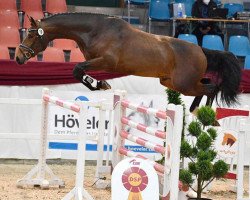 Deckhengst Hickstead Lad (Württemberger, 2018, von HICKSTEAD WHITE)