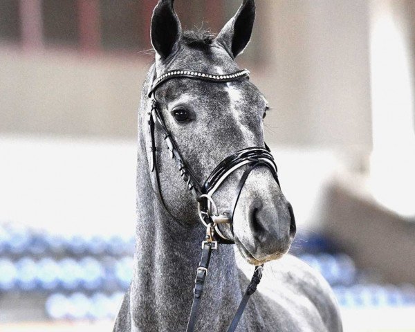 Pferd Hengst von Cornet Obolensky / Caridor (Österreichisches Warmblut, 2018, von Cornet Obolensky)
