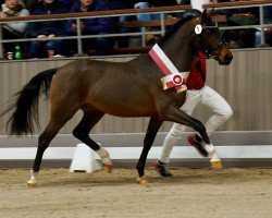 stallion Adonis B (Westphalian, 2021, from A kind of Magic 5)