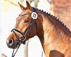 jumper Next-Minka (KWPN (Royal Dutch Sporthorse), 2018, from Tangelo van de Zuuthoeve)