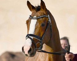 Springpferd Chic Chic 3 (Westfale, 2018, von Casallco)