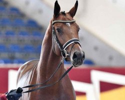 stallion Elon (Westphalian, 2018, from Eldorado van de Zeshoek)