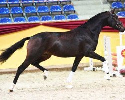 Dressurpferd Dreamboule (Deutsches Sportpferd, 2018, von Diamond Hit)