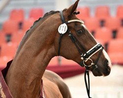 Pferd Viserys (Württemberger, 2018, von Vitalis)