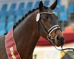 Deckhengst Ziyech (Oldenburger, 2018, von Blue Hors Zackerey)