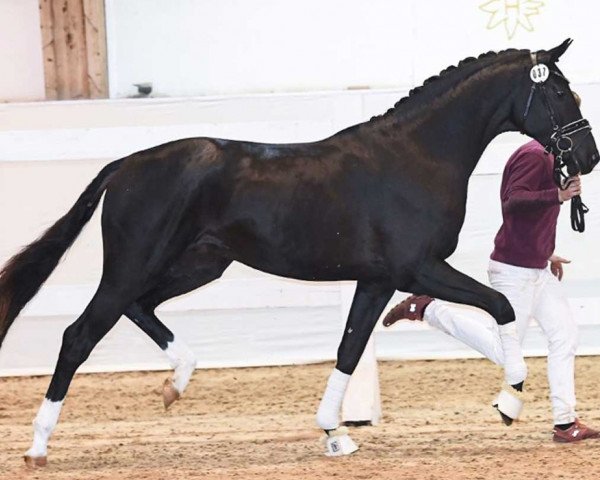 Deckhengst Fuerst Ferdinand (Deutsches Sportpferd, 2018, von Fürst Wilhelm)