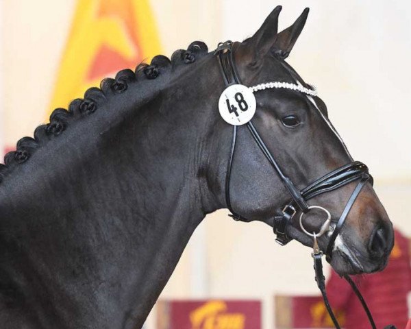 stallion Quantenstar (Hanoverian, 2018, from Quantensprung 3)