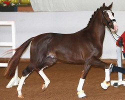 Dressurpferd Top Date (Deutsches Sportpferd, 2018, von Thiago Gs OLD)