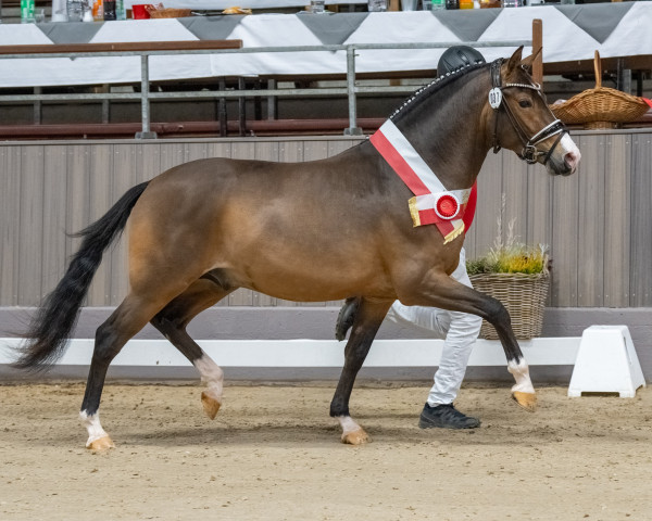 Deckhengst Assenmachers Nachtschwärmer (Deutsches Reitpony, 2021, von FS Next Diamond)
