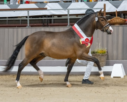 stallion Assenmachers Nachtschwärmer (German Riding Pony, 2021, from FS Next Diamond)