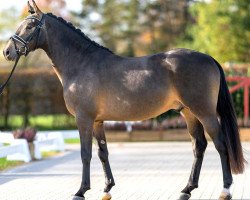 stallion Albatros Airlines (German Riding Pony, 2020, from A new Star)