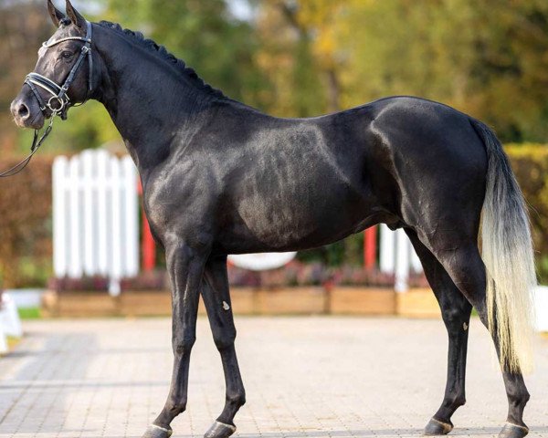horse Dance Monkey EH (German Riding Pony, 2020, from Dreidimensional AT NRW)