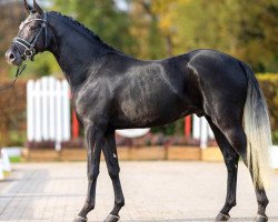 horse Dance Monkey EH (German Riding Pony, 2020, from Dreidimensional AT NRW)