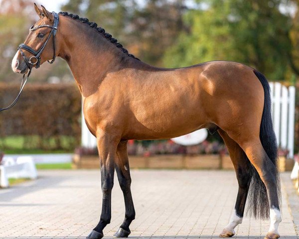 Pferd New Fashion (Deutsches Reitpony, 2020, von Neverland WE)