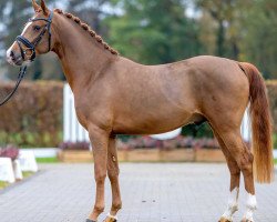 stallion Doppelherz 2 (German Riding Pony, 2020, from Dreidimensional AT NRW)