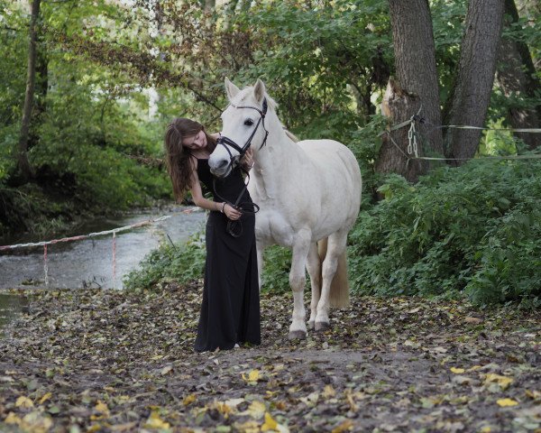 Dressurpferd Sibal (Pony ohne Rassebezeichnung, 2006)