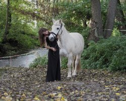 dressage horse Sibal (Pony without race description, 2006)
