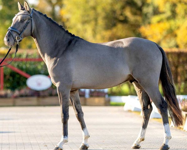 horse Déjà-vu (German Riding Pony, 2020, from Dating AT NRW)