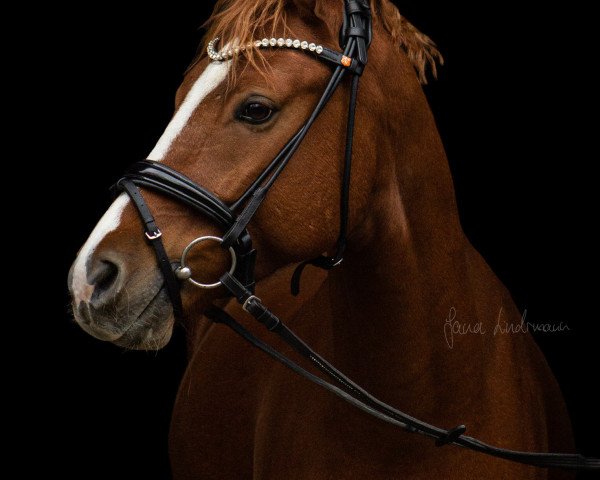 Dressurpferd Der kleine Pirat (Deutsches Reitpony, 2018, von Dreiklang AT NRW)