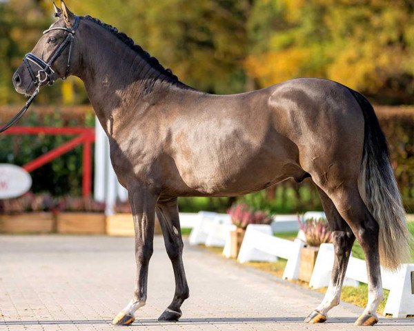 horse Dallas (German Riding Pony, 2020, from D-Gold AT NRW)