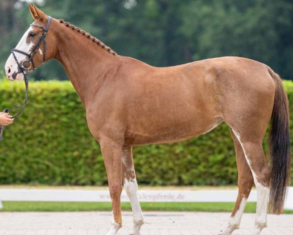 Springpferd Areej (Oldenburger Springpferd, 2017, von Aganix du Seigneur)